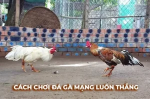 Bí Kíp Cách Chơi Đá Gà Sabong Tại Sen88 Ăn Tiền Thưởng Mỏi Tay