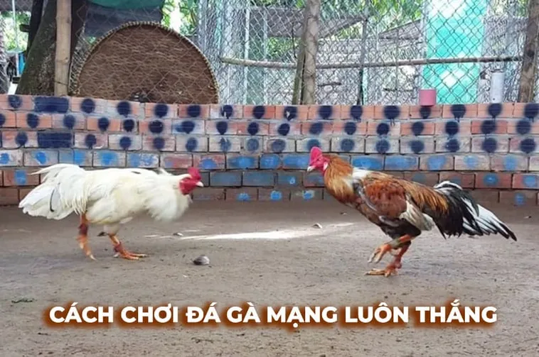 Bí Kíp Cách Chơi Đá Gà Sabong Tại Sen88 Ăn Tiền Thưởng Mỏi Tay
